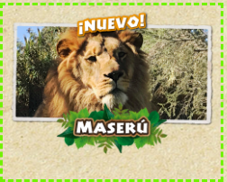 Colegio Novo Horizonte apadrina a Maserú, león del Buin Zoo